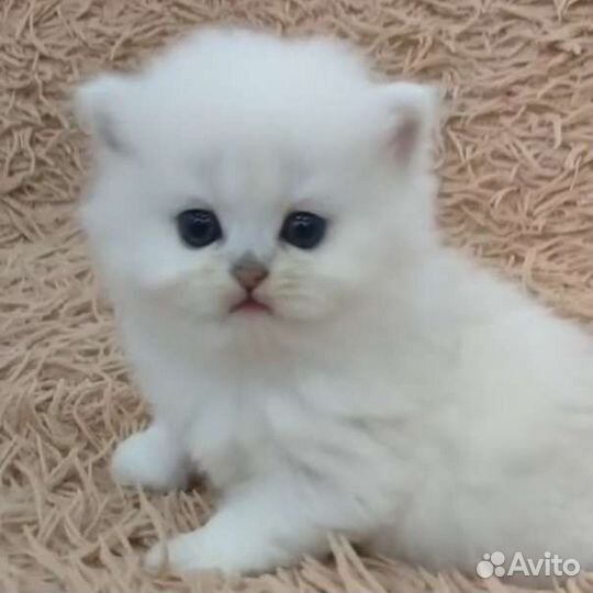 Котята - Британская серебристая шиншилла