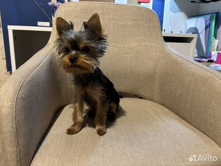 Йоркширский терьер щенок