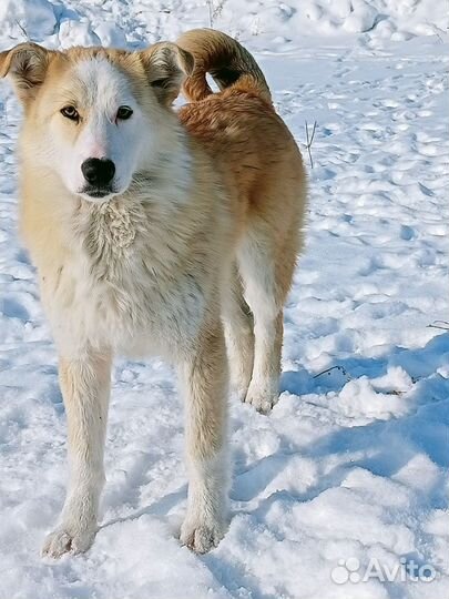Собака в добрые руки