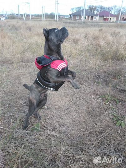 Кане Корсо - вязка