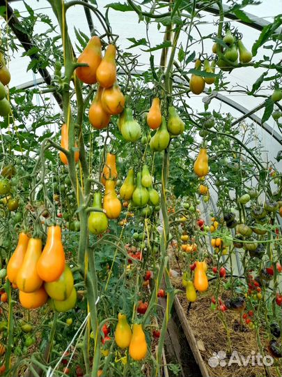 Продаю излишки рассады томатов