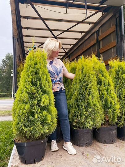 Туя Голден Смарагд