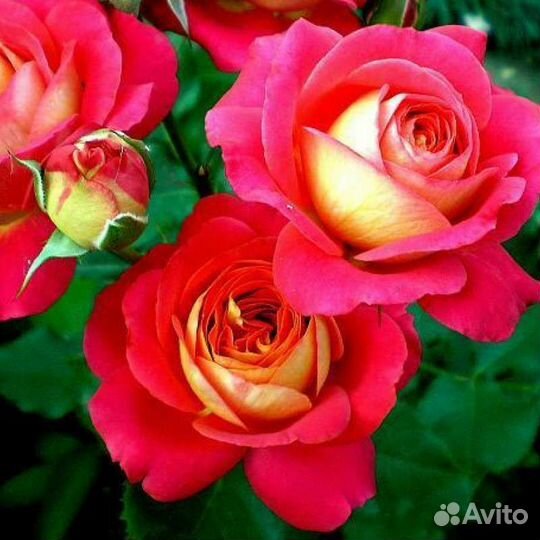 Саженцы роз