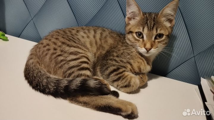 Отдам котенка