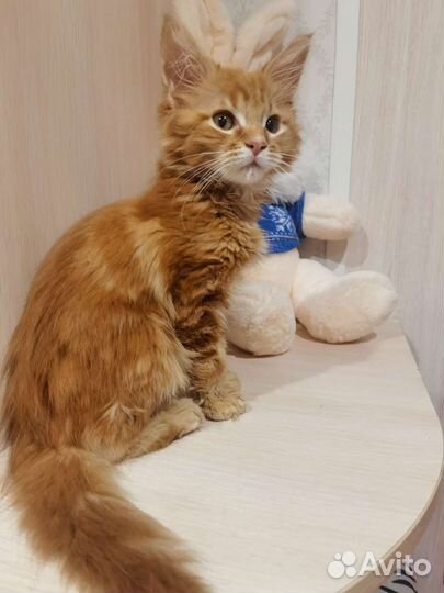 Котята мейн-кун, Рыжики, доставка