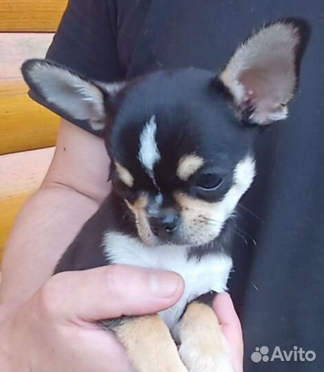 Кукольный трехцветный красавчик