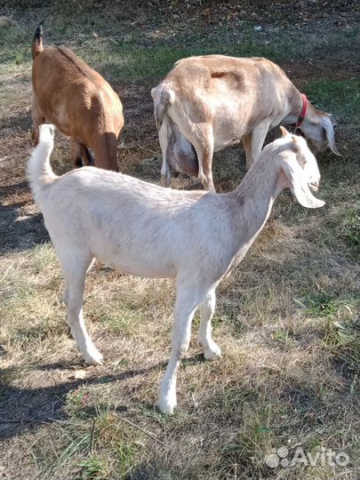 Чистопородные нубийские козлики и козочки