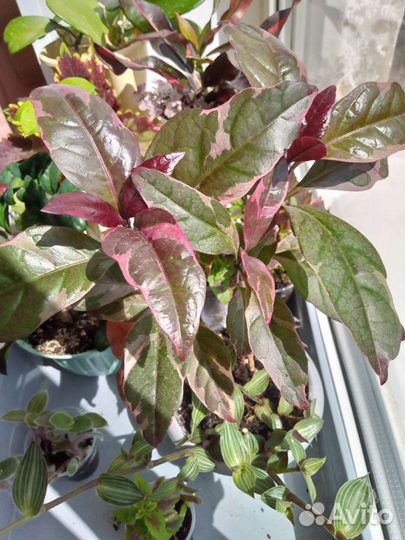 Папоротник нефролепис