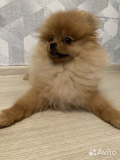 Шпиц мини щенок