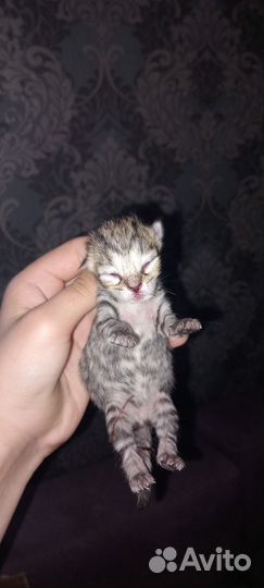 Британские котята