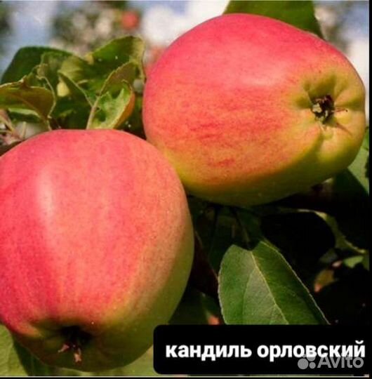 Саженцы яблони