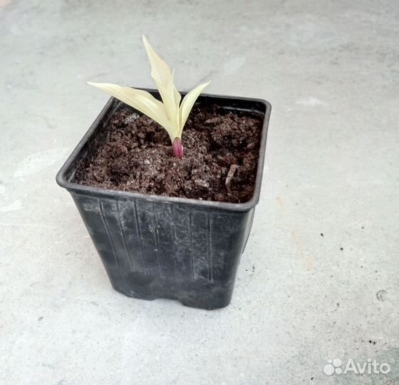 Хоста Белое перо