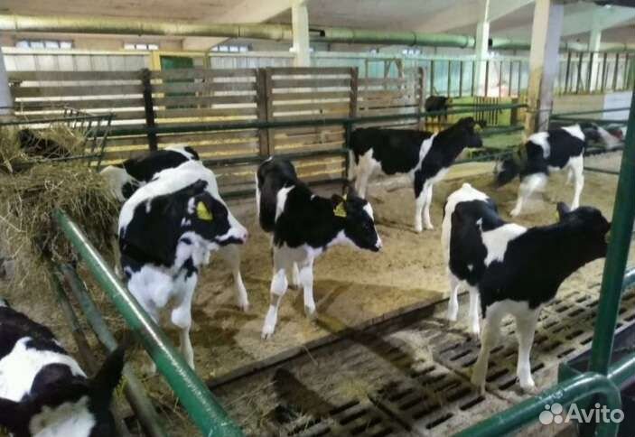 Телята бычки