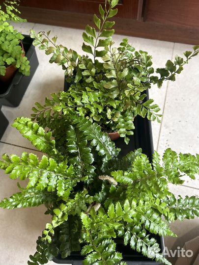 Папоротники редкие