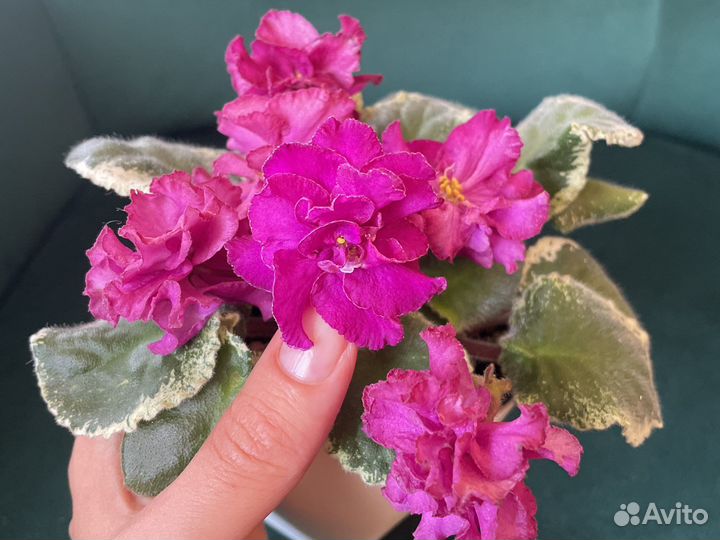 Сортовые фиалки