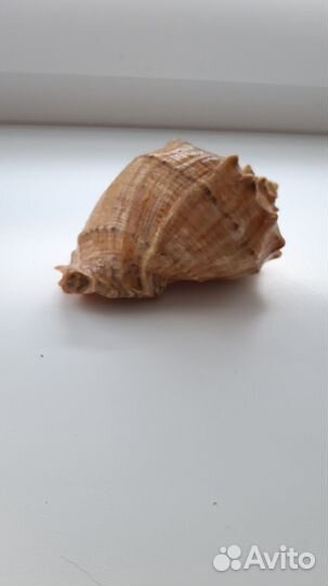 Ракушка с Черного моря