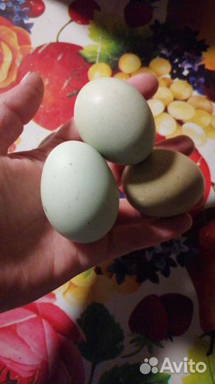 Домашние куриные яйца
