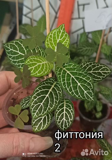 Фиттонии и гипоэстес