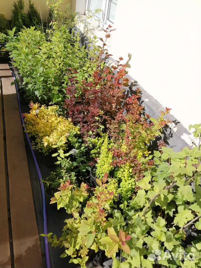 Декоративные деревья и кустарники