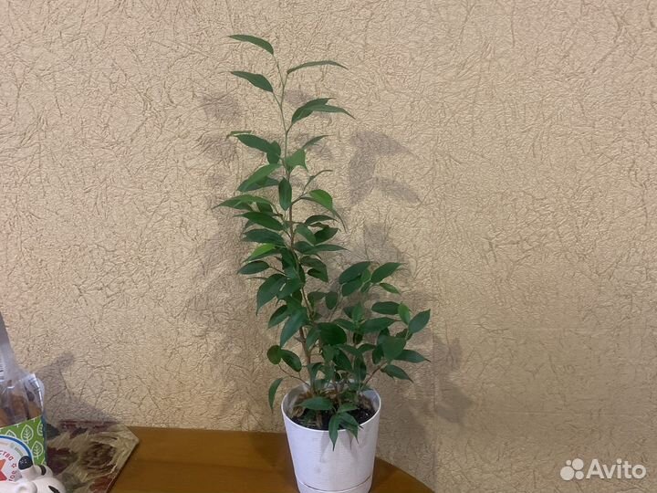 Фикус бенджамина наташа