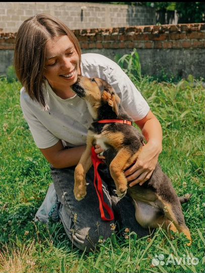 Спасённый щенок ищет любящего хозяина