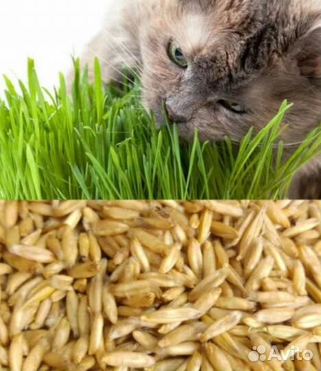 Трава для животных Микрозелень для питомцев