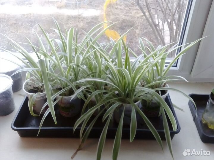 Прода Фикусы, Фиалки, Хлорофитум