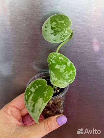 Сциндапсус