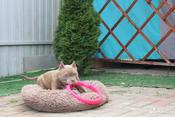 Супер девочка амбулля