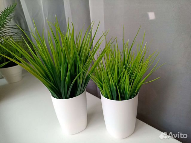 Осока искусственная высокая