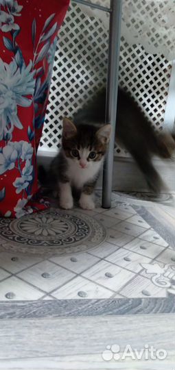 Котики бесплатно