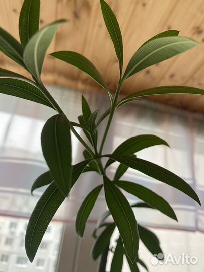 Комнатные цветы.бегония,пальма