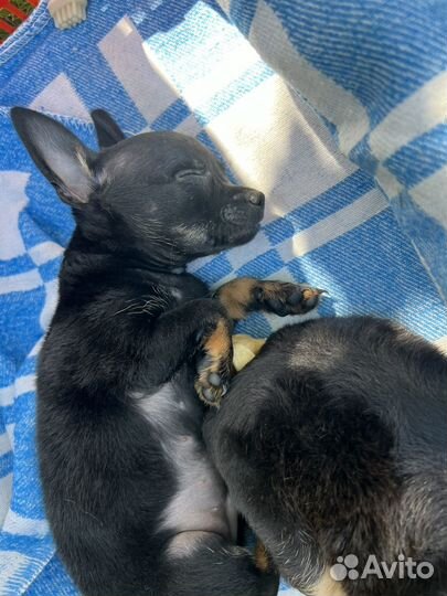 Той-терьер щенки