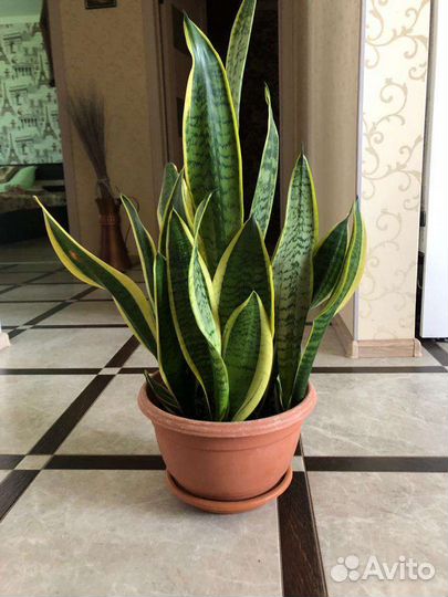 Сансевиерия