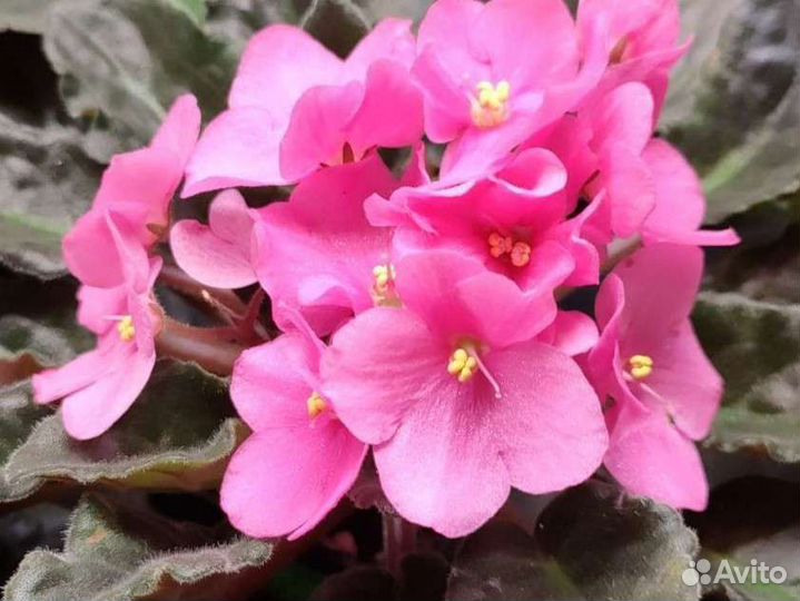 Фиалка сорт Optimara Michigan