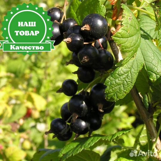 Саженцы смородина черная Изюмная