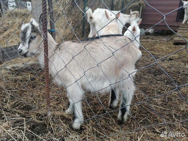 Козлята чехи и козочки обычные