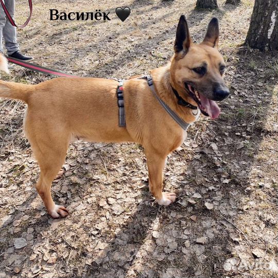 Собака Василиса из приюта