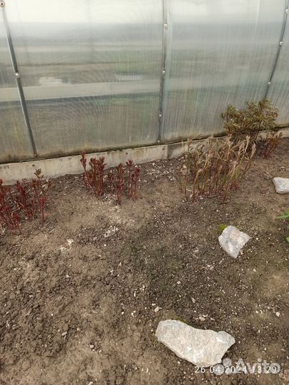 Садовые растения