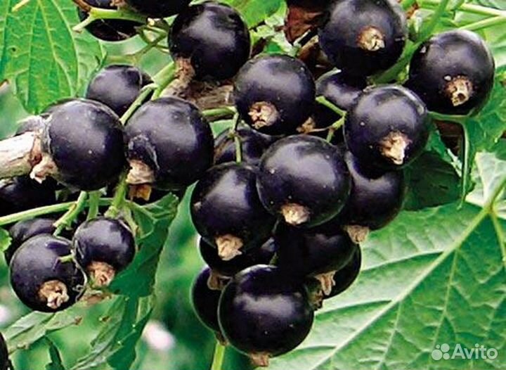 Смородина черная, красная, йошта и крыжовник