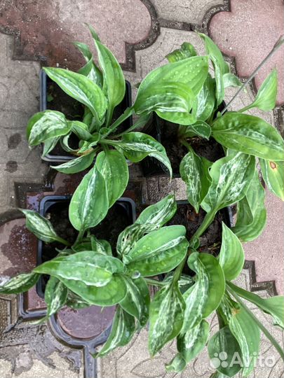 Хоста Winter lighning