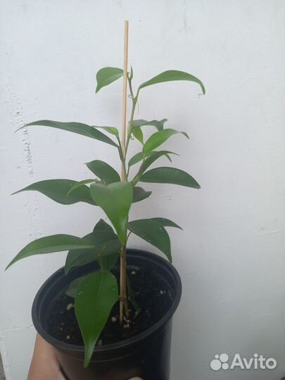 Фикус бенджамина