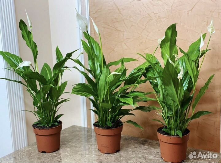 Спатифиллум