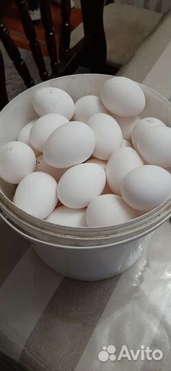 Домашние куриные яйца