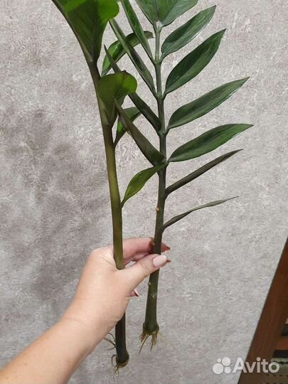 Замиокулькас черный равен