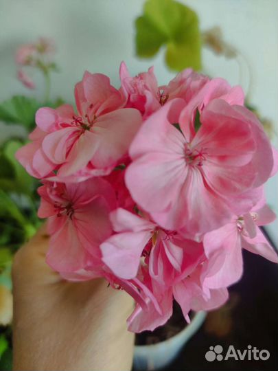 Пеларгония герань сортовая