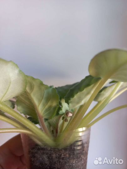 Сортовые фиалки