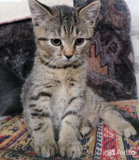 Кошки в добрые руки бесплатно