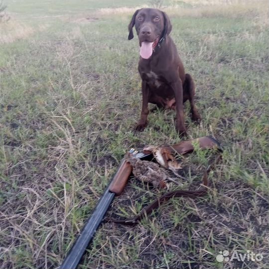 Курцхаар вязка