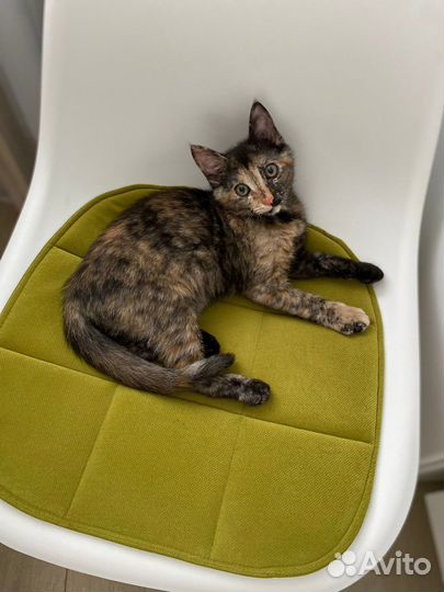 Котенок-девочка в добрые руки